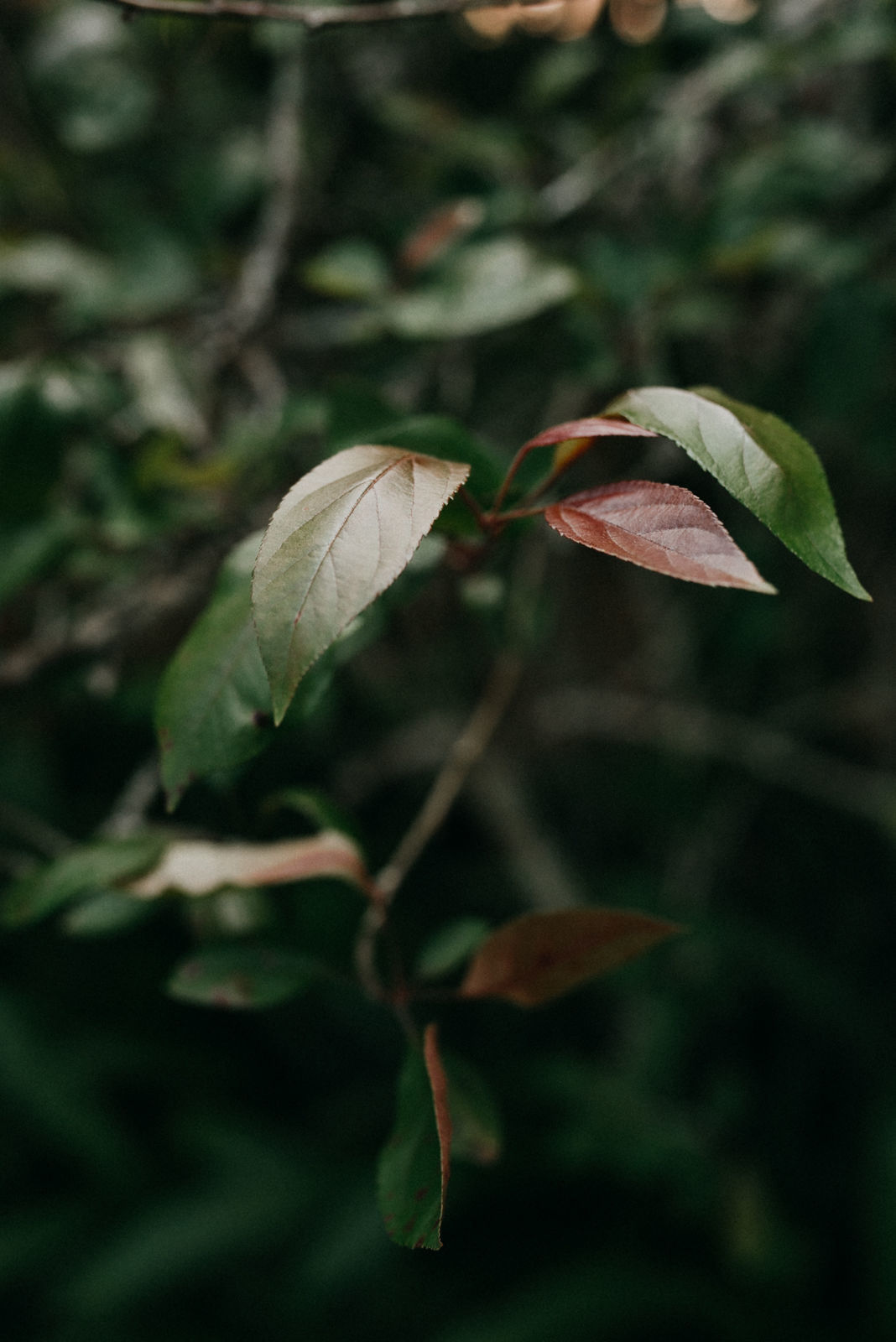 Foto Suzi e Fabio - Imagem 41