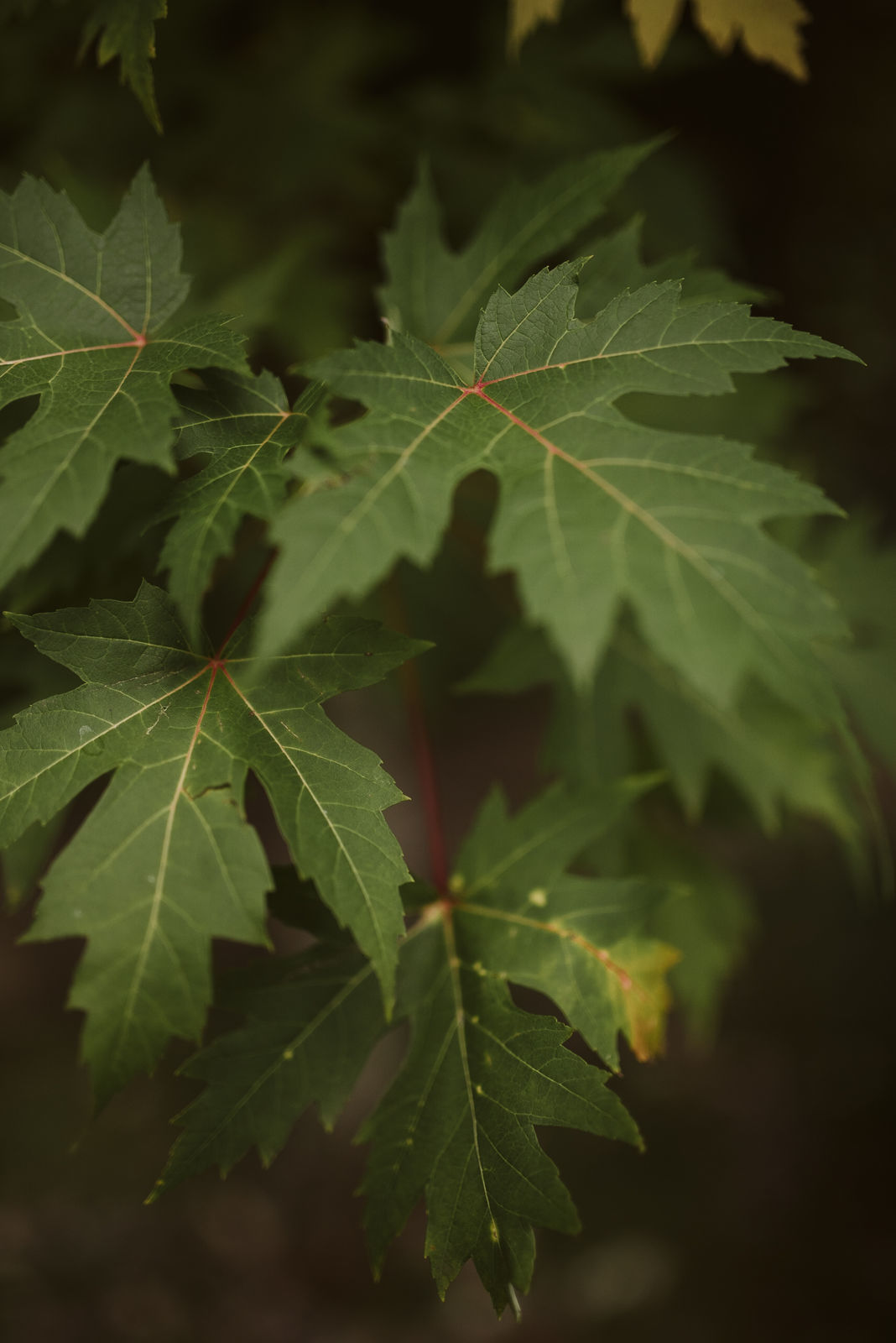 Foto Mayara e Leon - Imagem 8