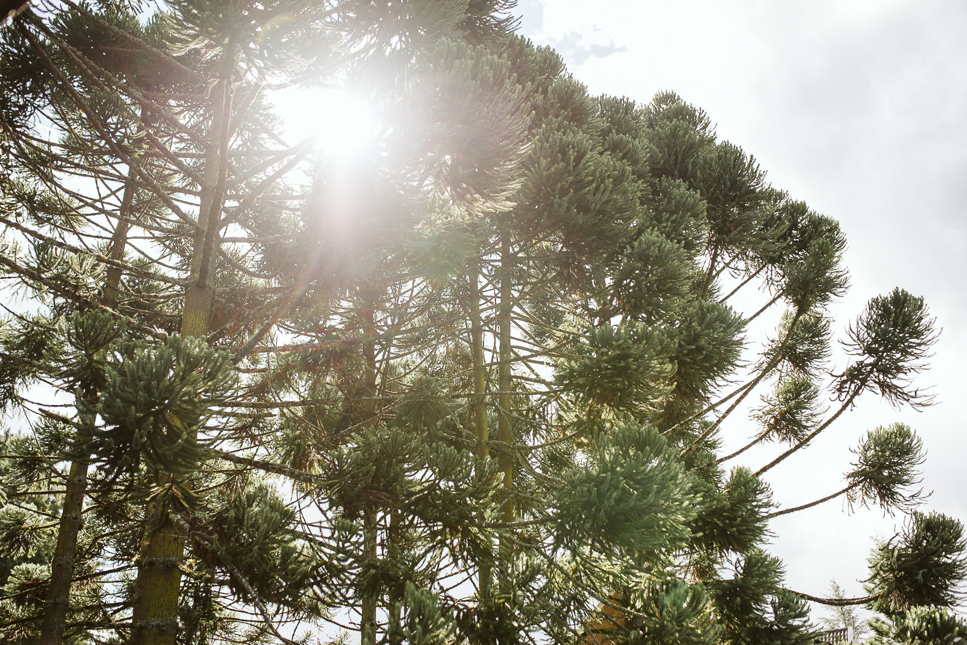 Foto Mayara e Leon - Imagem 13