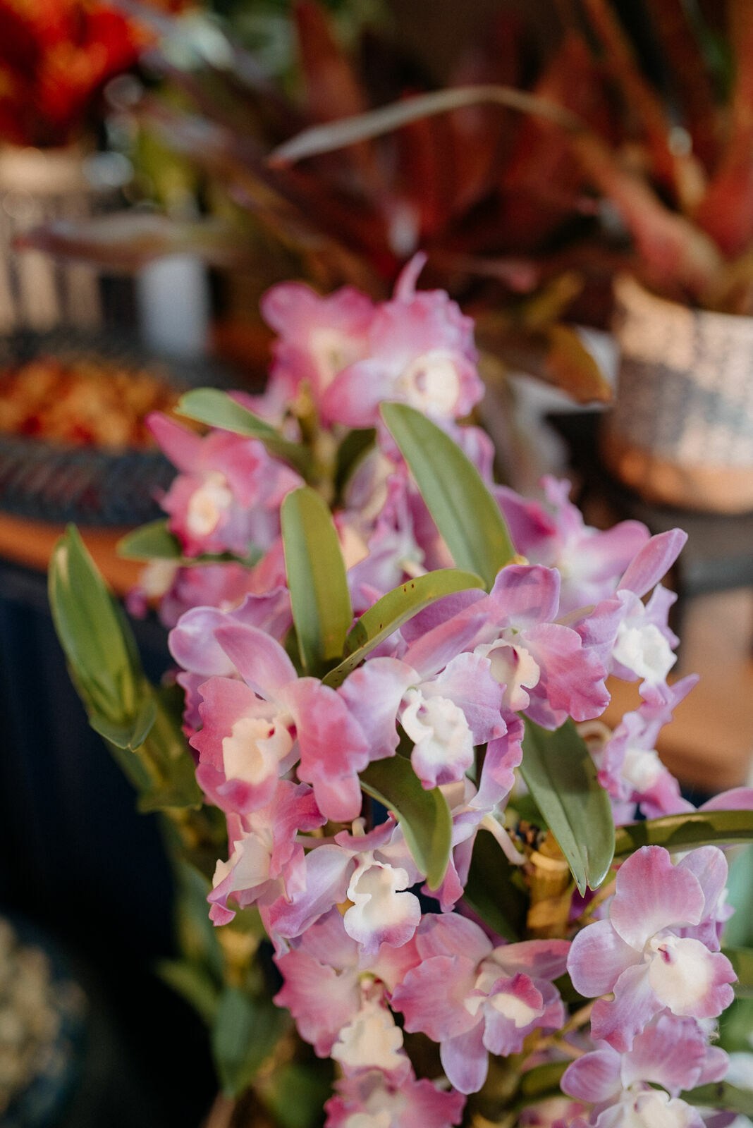 Foto paula e gustavo - Imagem 28